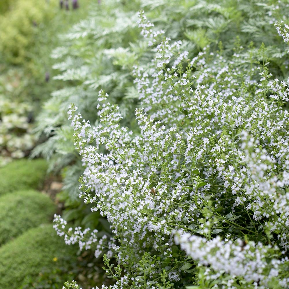 Calamintha nepeta subsp. nepeta