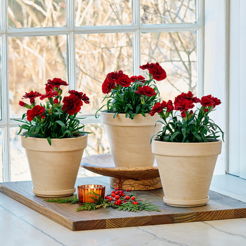 Dianthus Oscar® Dark Red Trio in clay pots