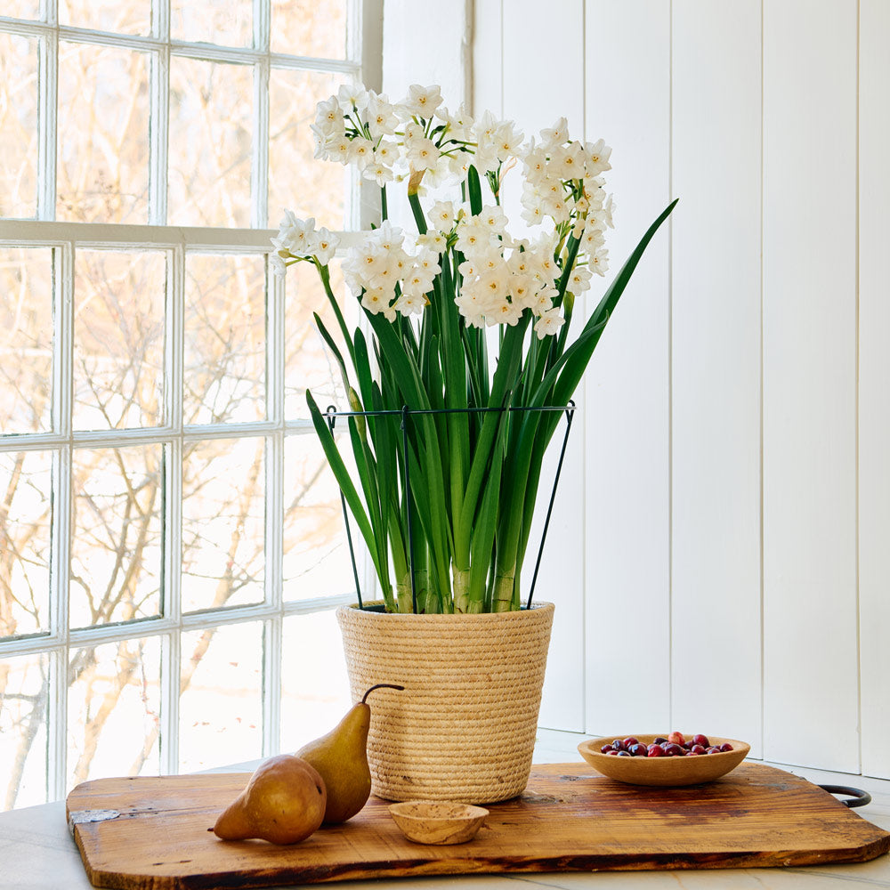 Paperwhite Kit with medium natural jute basket