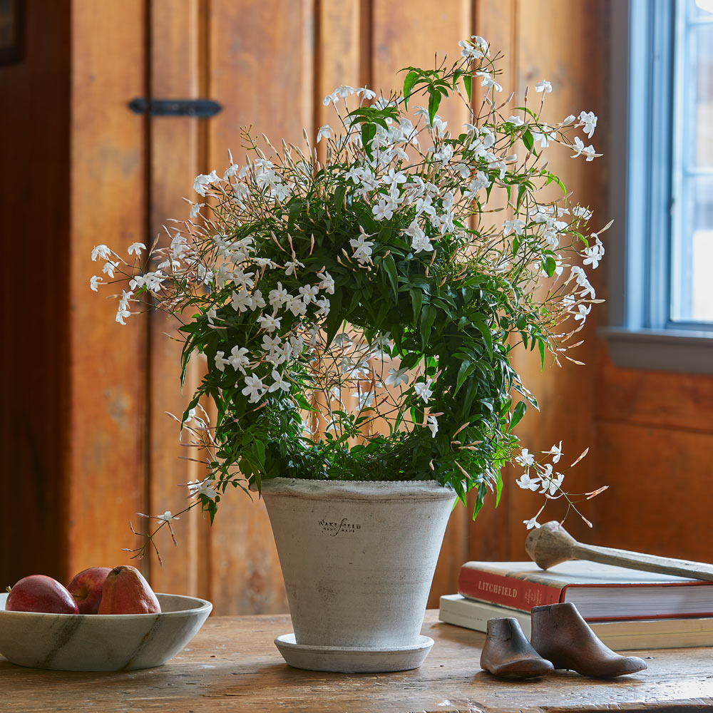 Jasmine Ring in white terracotta pot with saucer