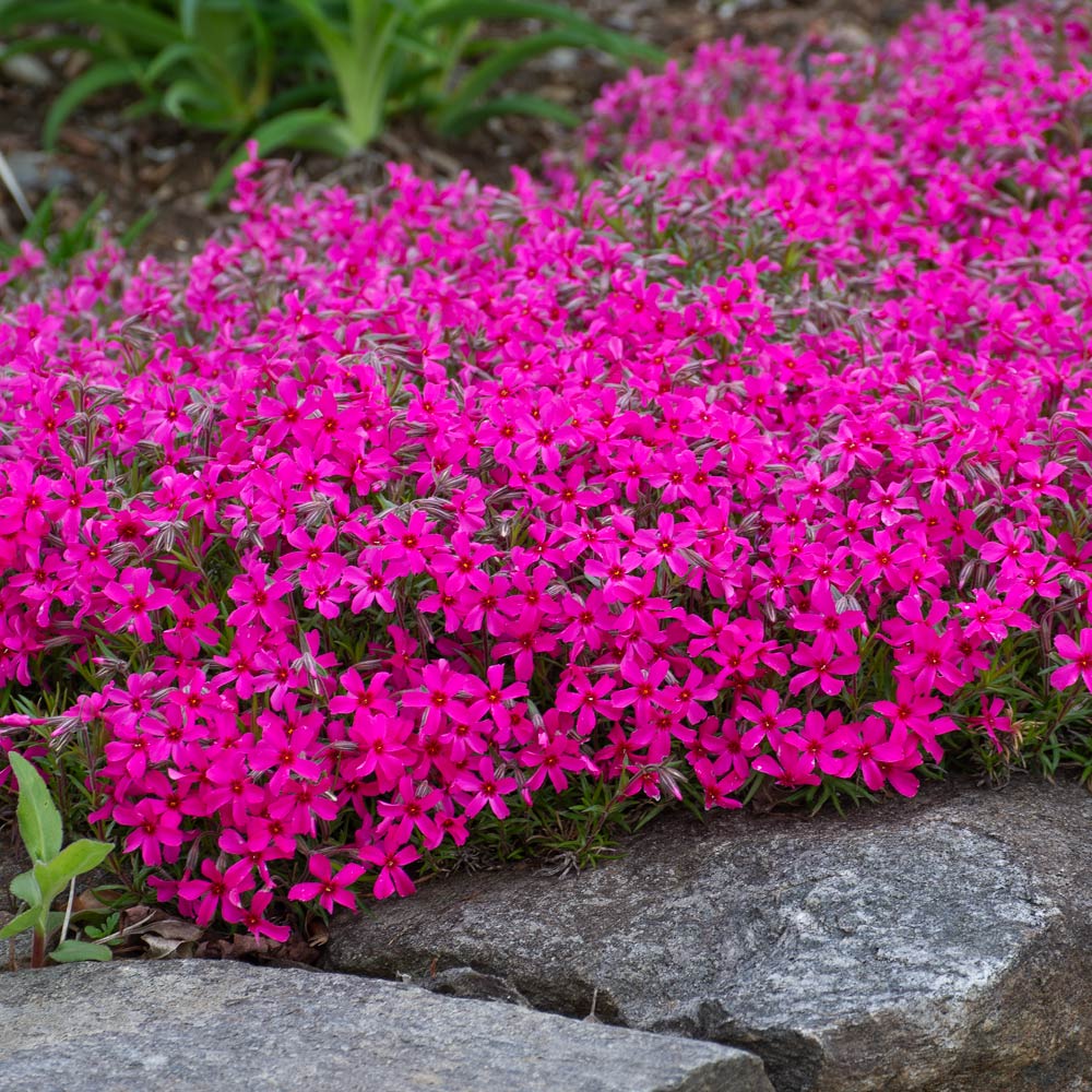 Phlox subulata 'Scarlet Flame'