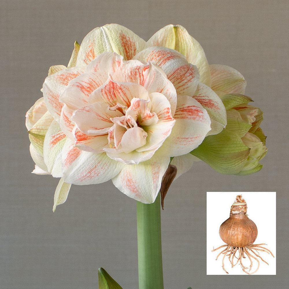 Amaryllis 'Nymph,' one bulb in linen bag