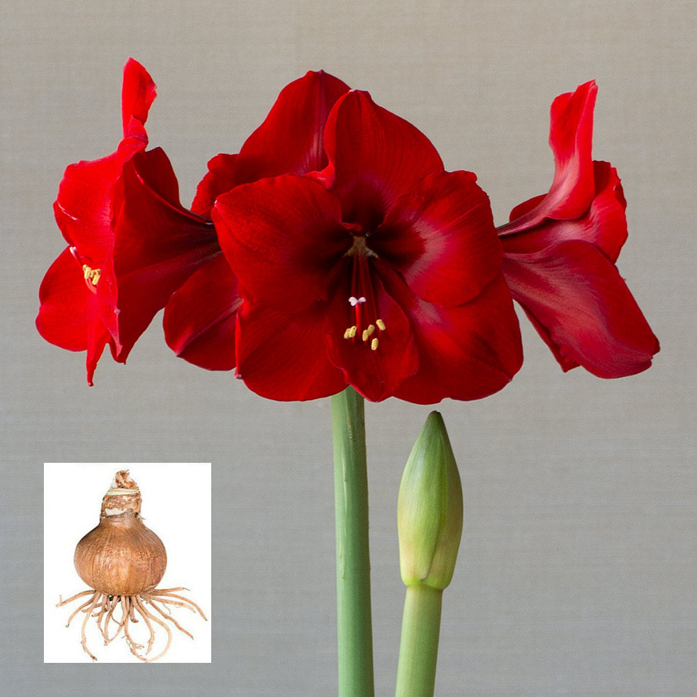 Amaryllis 'Red Cardinal,' one bulb in linen bag