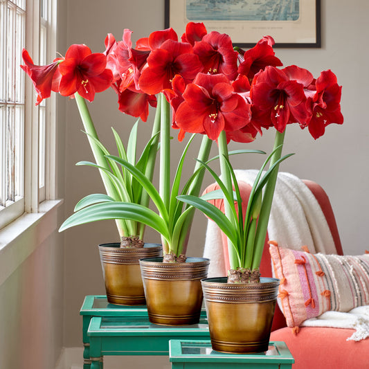 Red Amaryllis in Bronzed Metal Cachepots to 3 Different Addresses - Standard Shipping Included