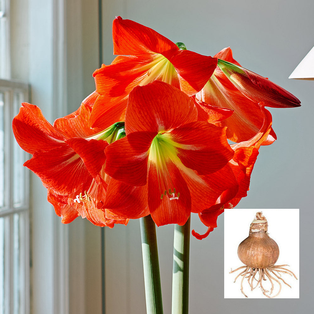 Amaryllis 'Electra,' one bulb in linen bag