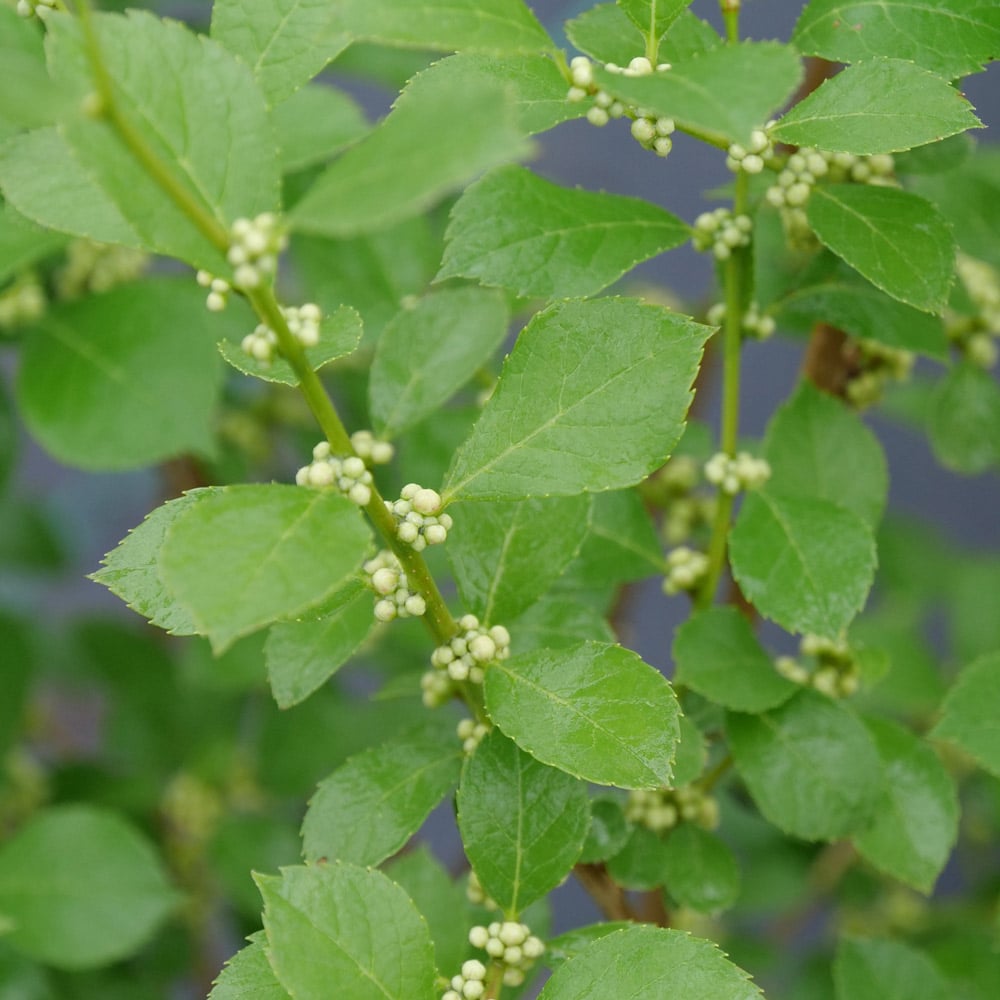 Ilex verticillata Mr. Poppins®