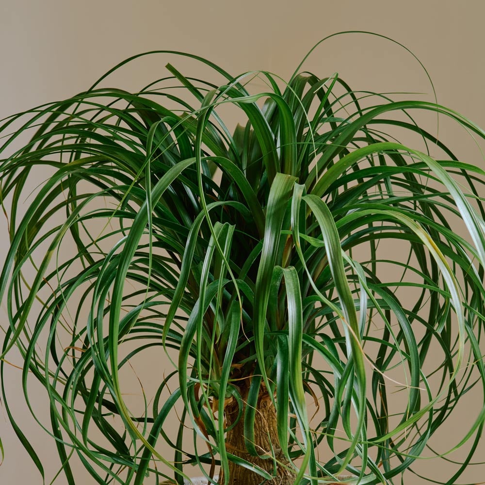 Ponytail Palm in nursery pot