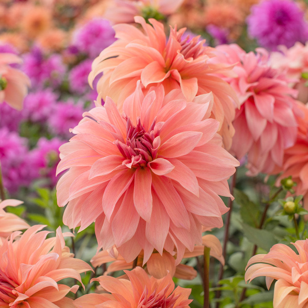 Dahlia 'Babylon Bronze'