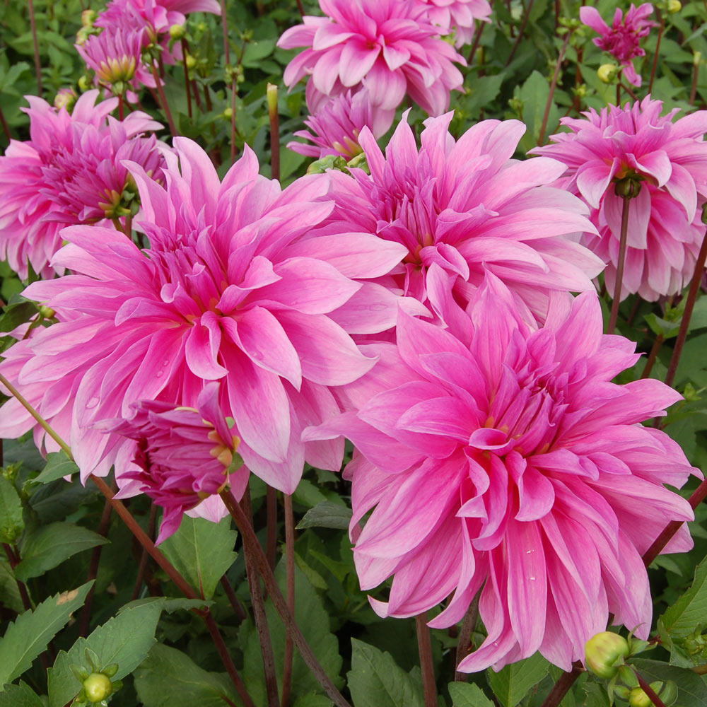 Dahlia 'Babylon Lilac'