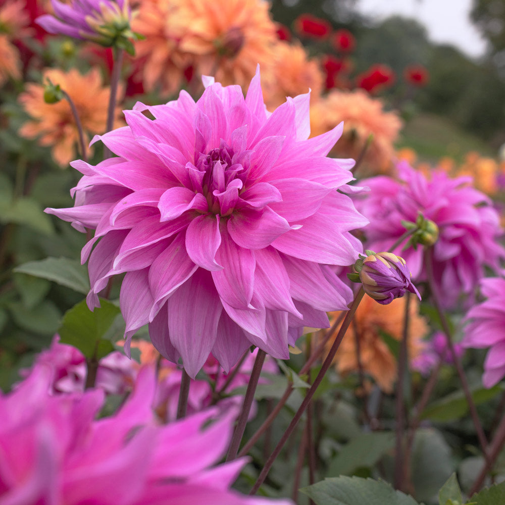Dahlia 'Babylon Lilac'