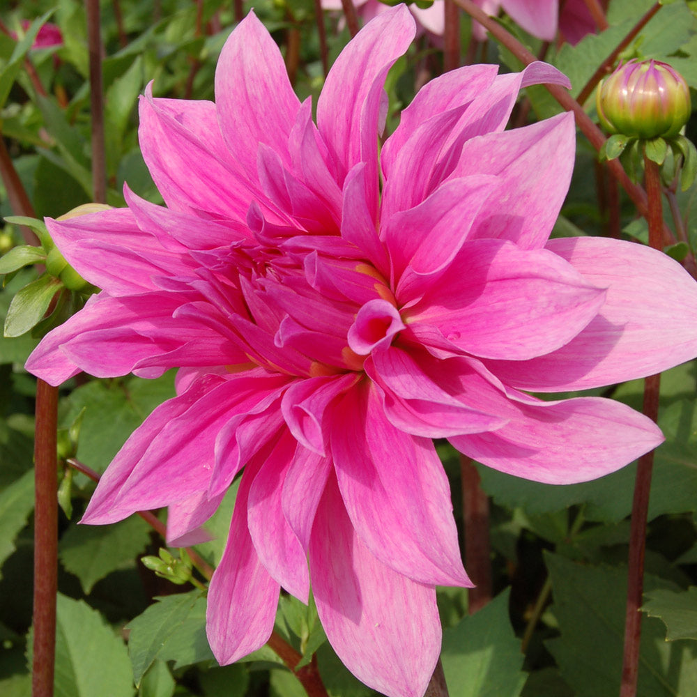 Dahlia 'Babylon Lilac'