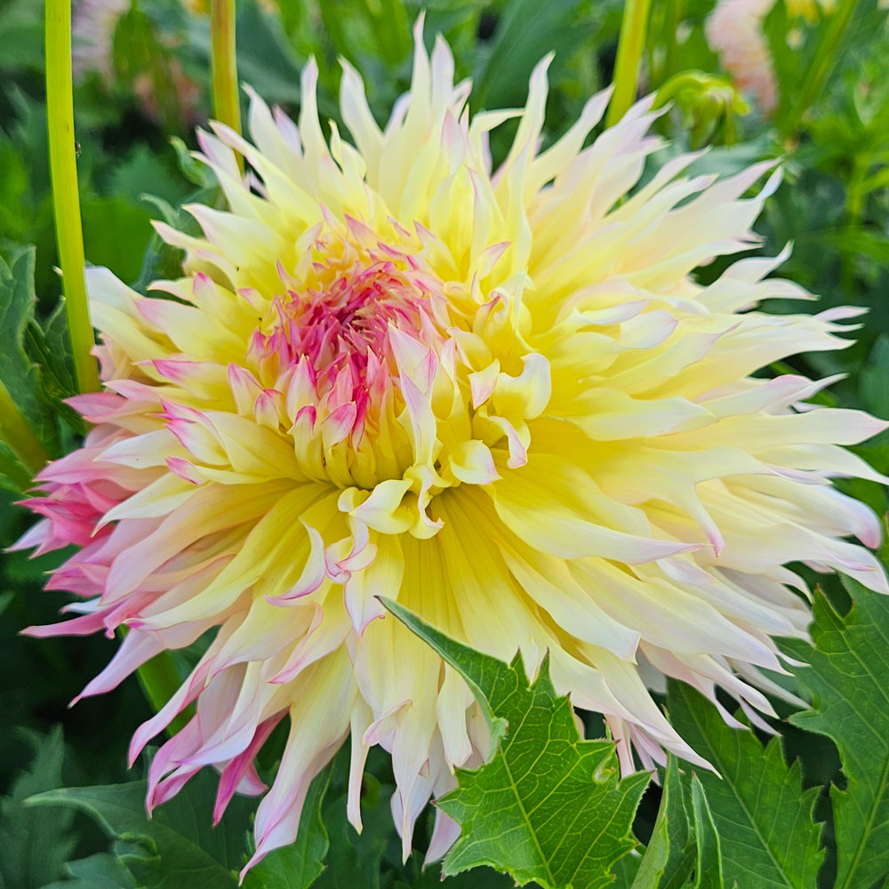 Dahlia 'Hapet Perfect'