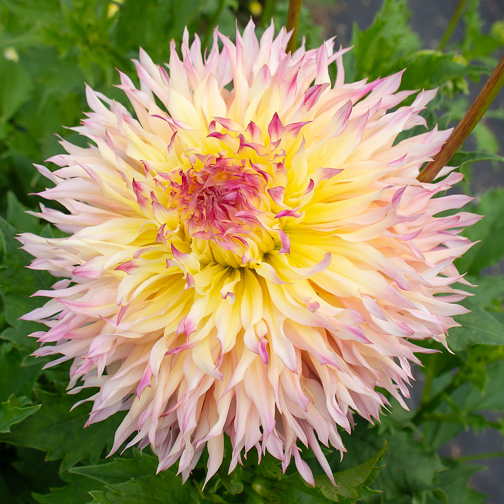 Dahlia 'Hapet Perfect'