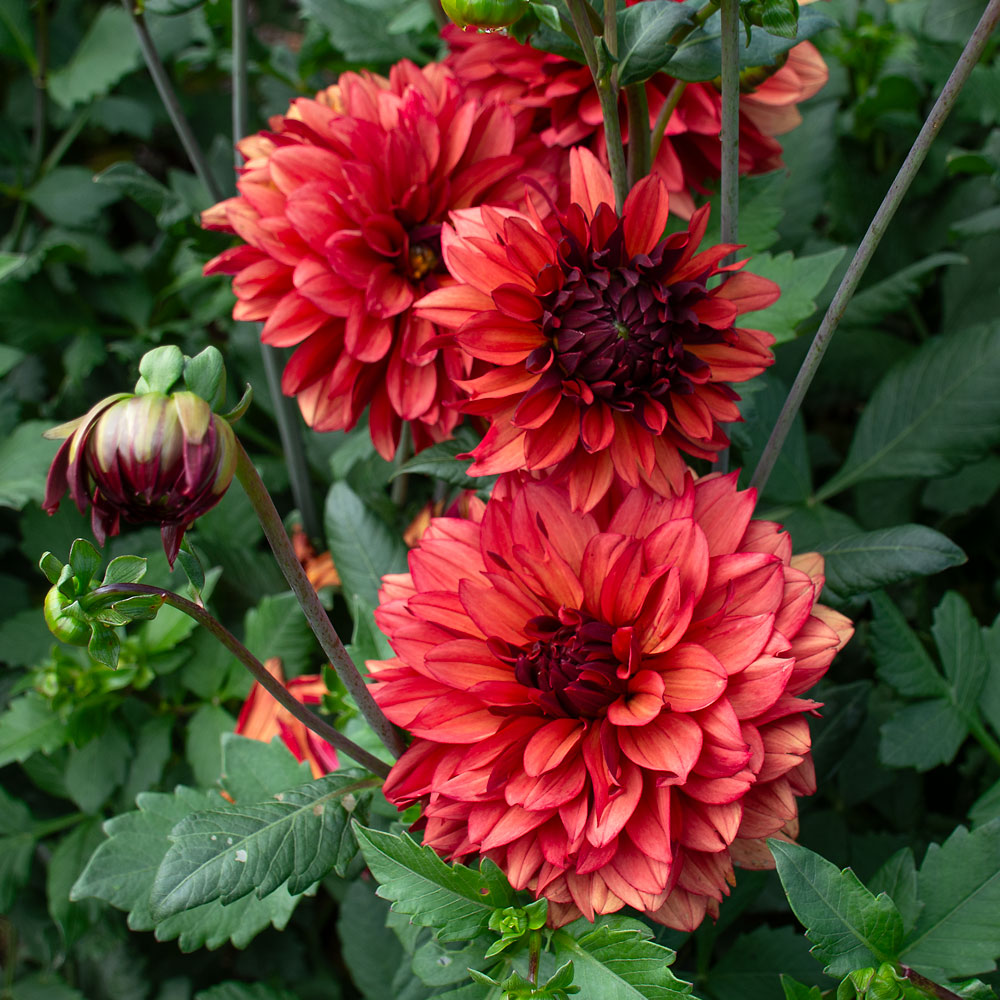 Dahlia 'Missis Miley'