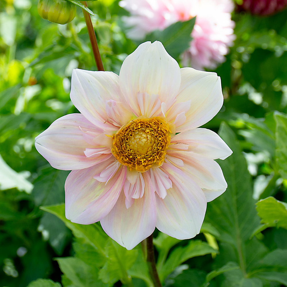 Dahlia 'Appleblossom'