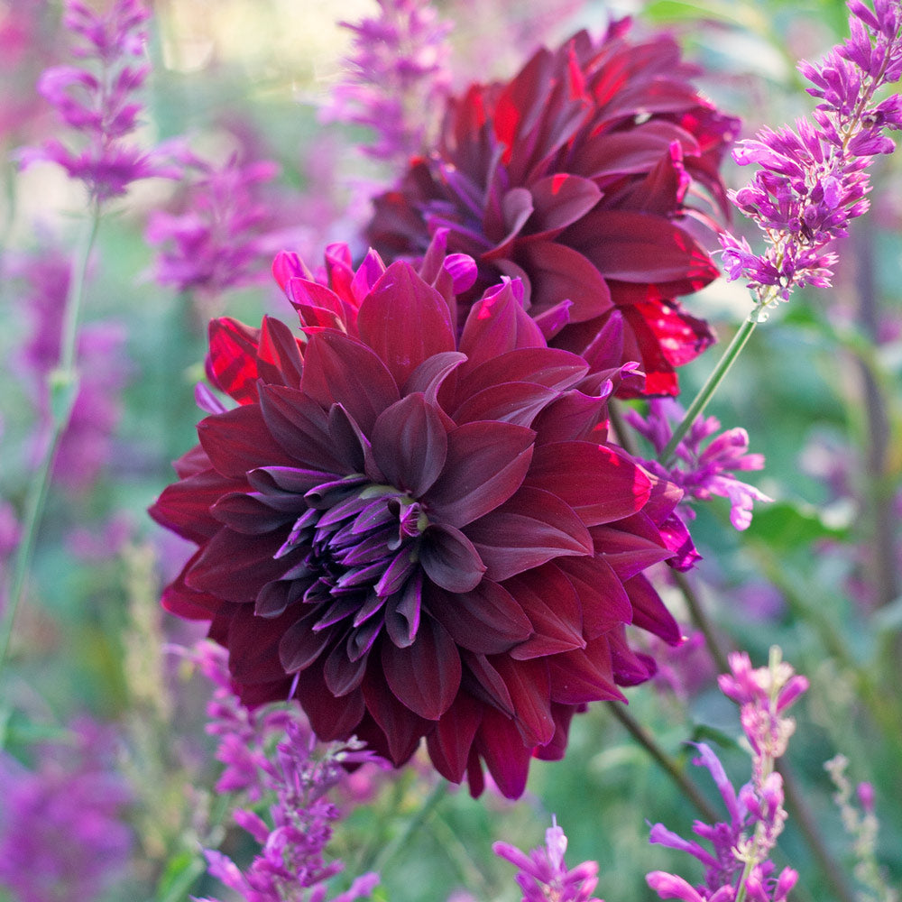 Dahlia 'Rip City'