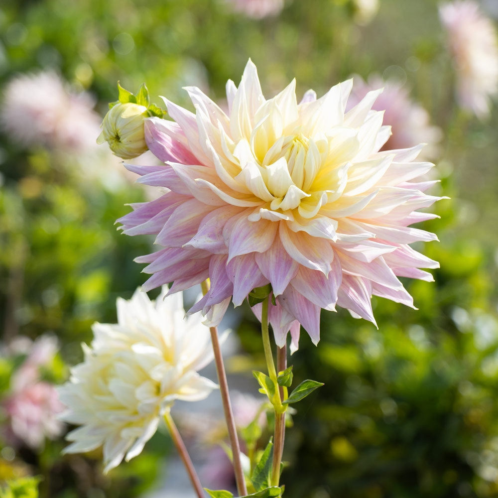 Dahlia 'Clearview Jonas'