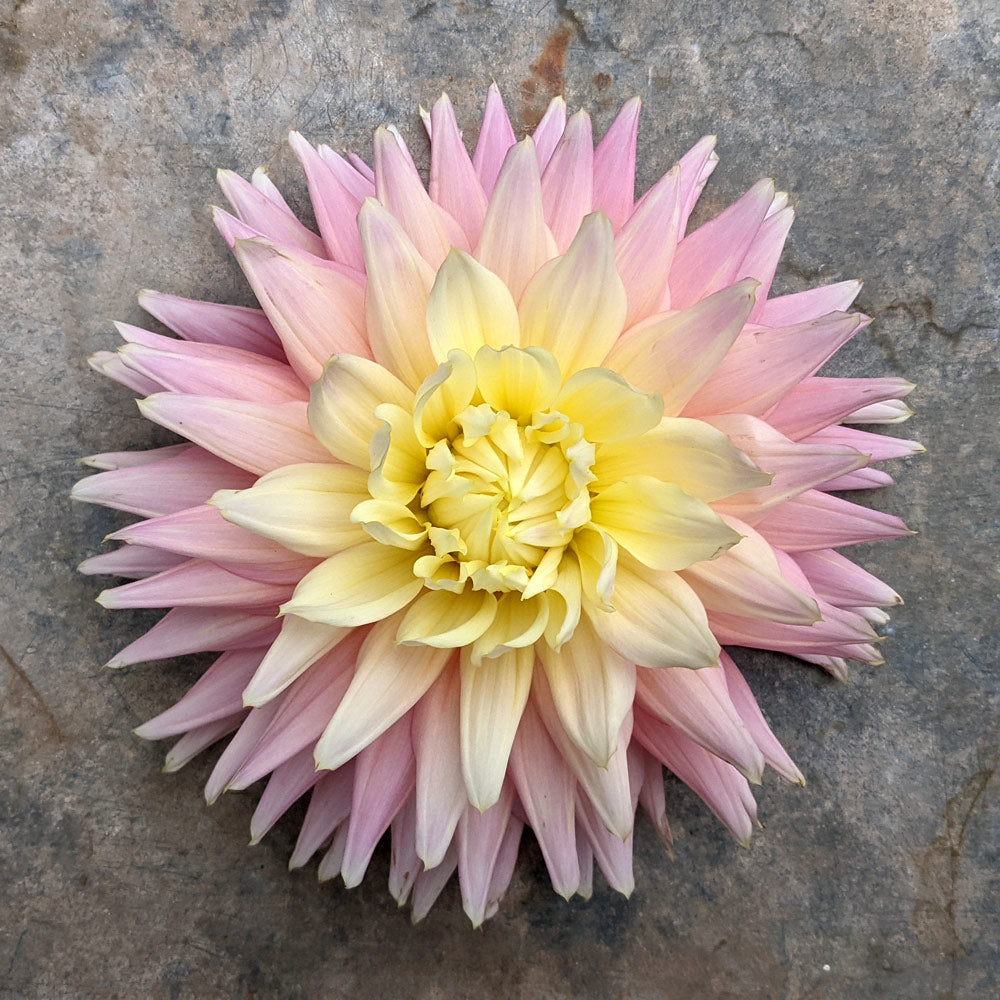 Dahlia 'Clearview Jonas'