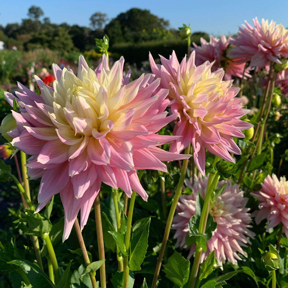 Dahlia 'Clearview Jonas'