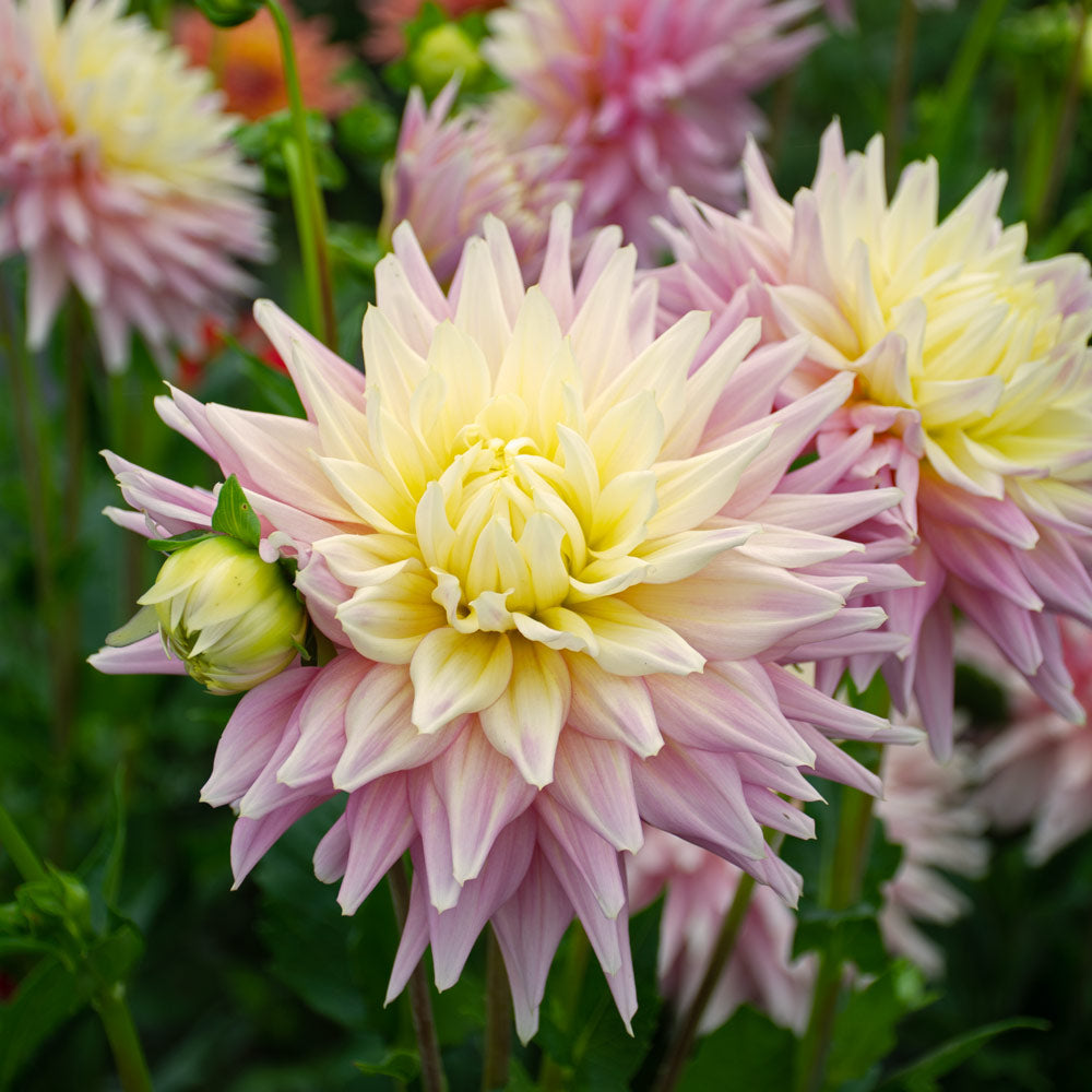 Dahlia 'Clearview Jonas'