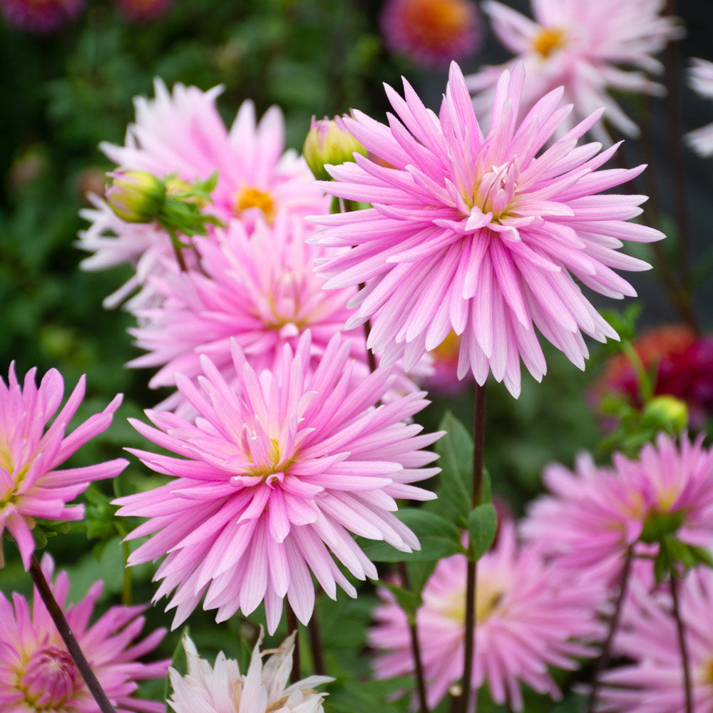 Dahlia 'En Pointe'