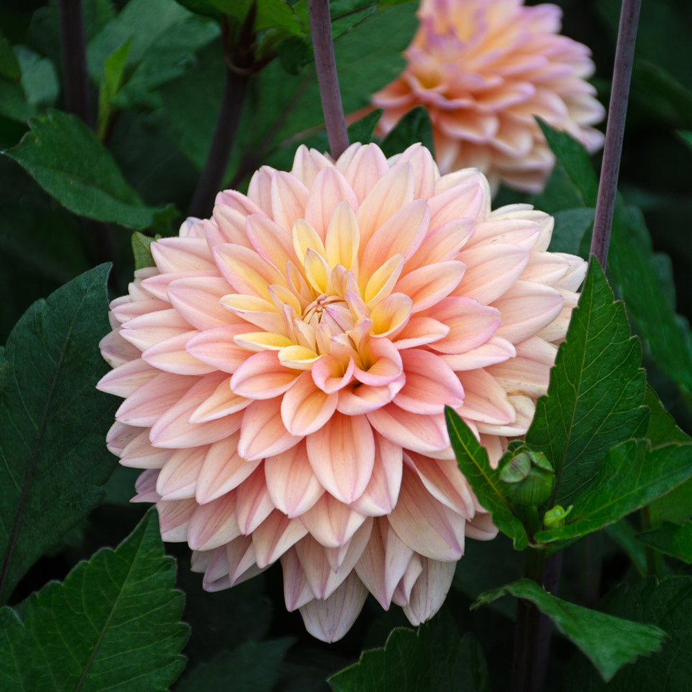 Dahlia 'Mondriaan'