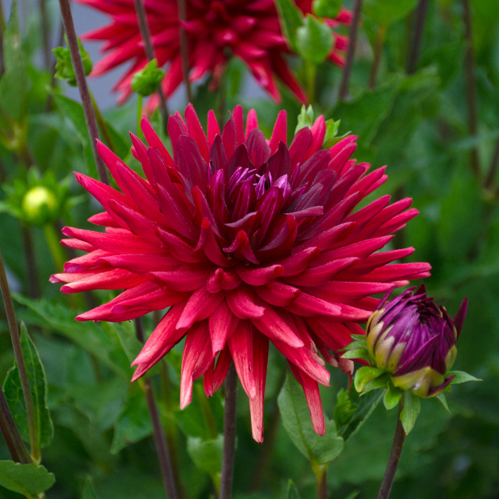 Dahlia 'Stiletto'