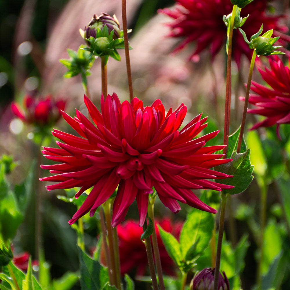 Dahlia 'Stiletto'