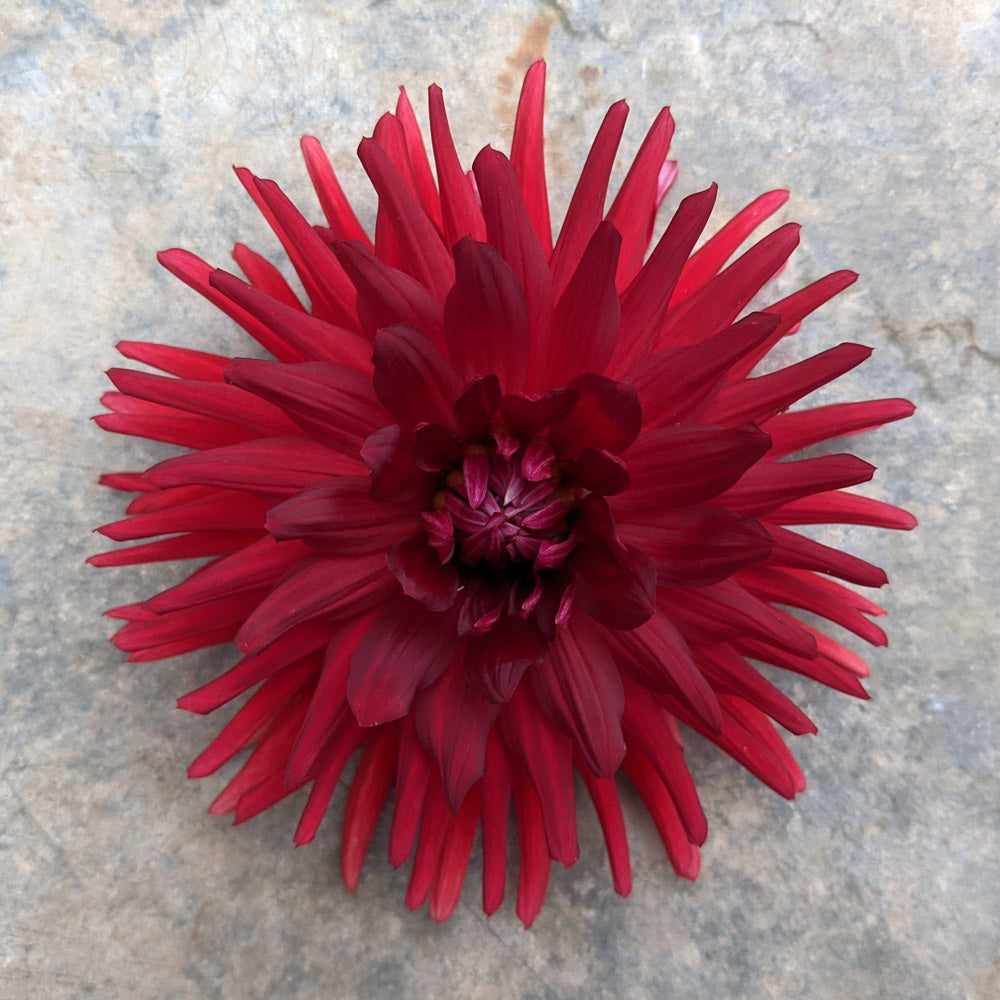 Dahlia 'Stiletto'