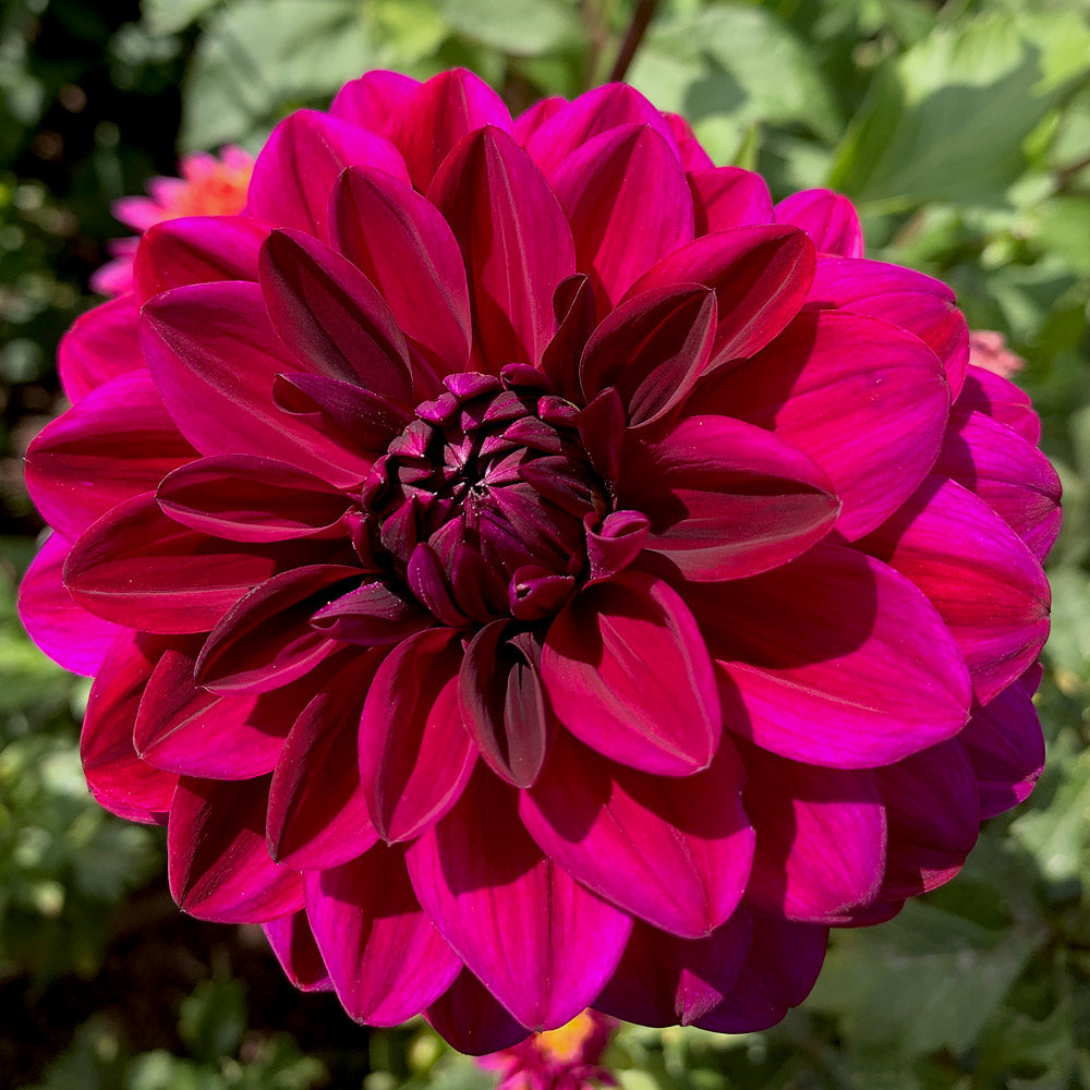 Dahlia 'Taboo'