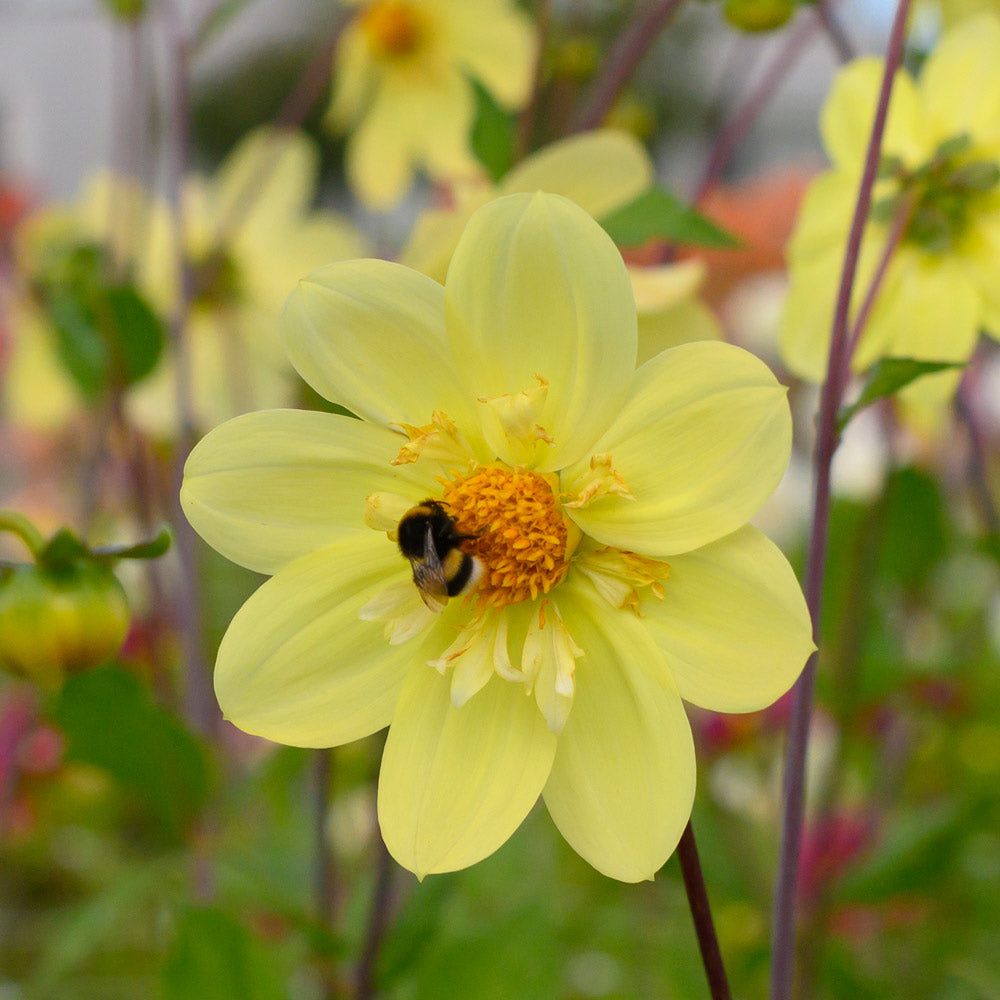 Dahlia 'Kelsey Sunshine'