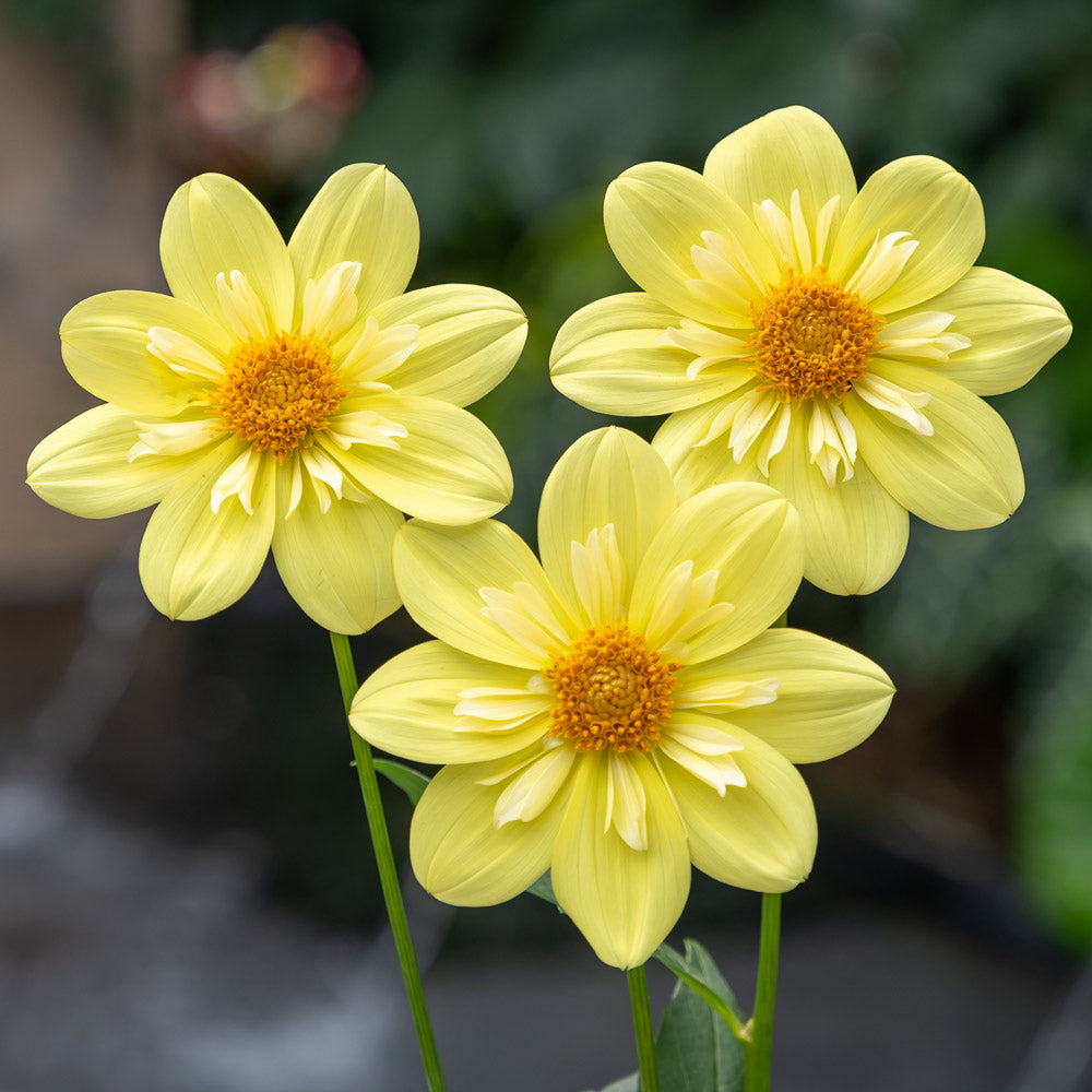 Dahlia 'Kelsey Sunshine'