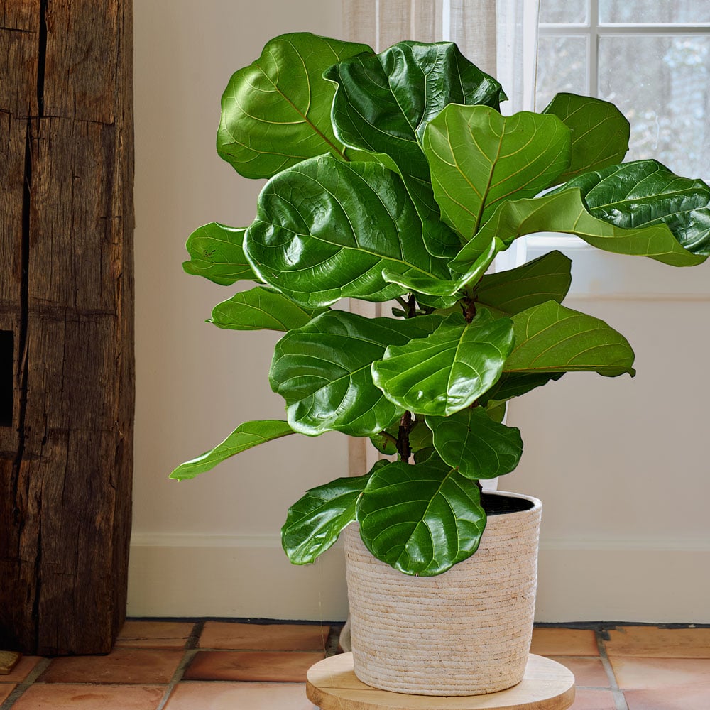 Fiddle-Leaf Fig