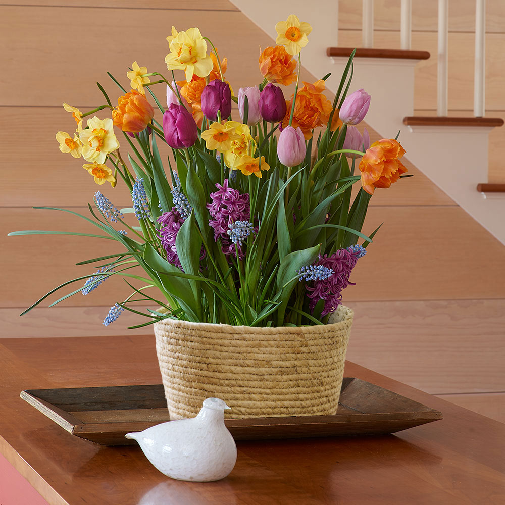 Rainbow Swirl Bulb Garden in large natural jute basket