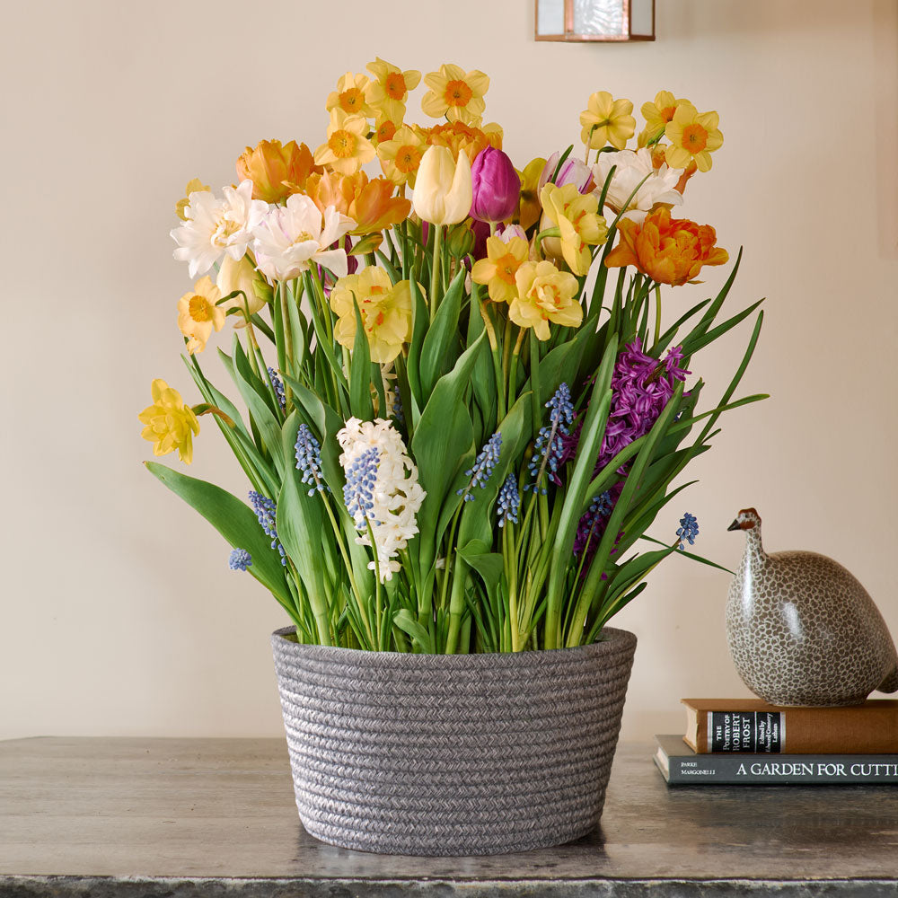Sweet Jamboree Bulb Garden in X-large gray rope basket