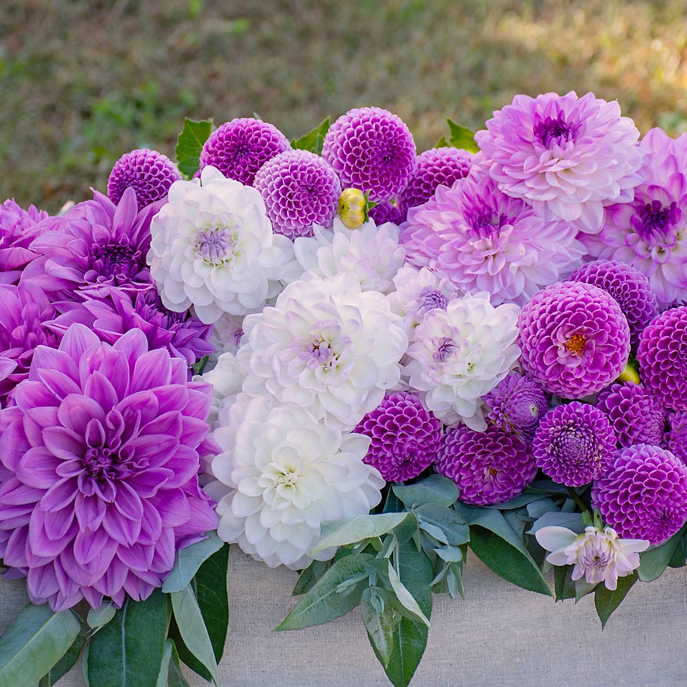 Lilac Time Dahlia Collection