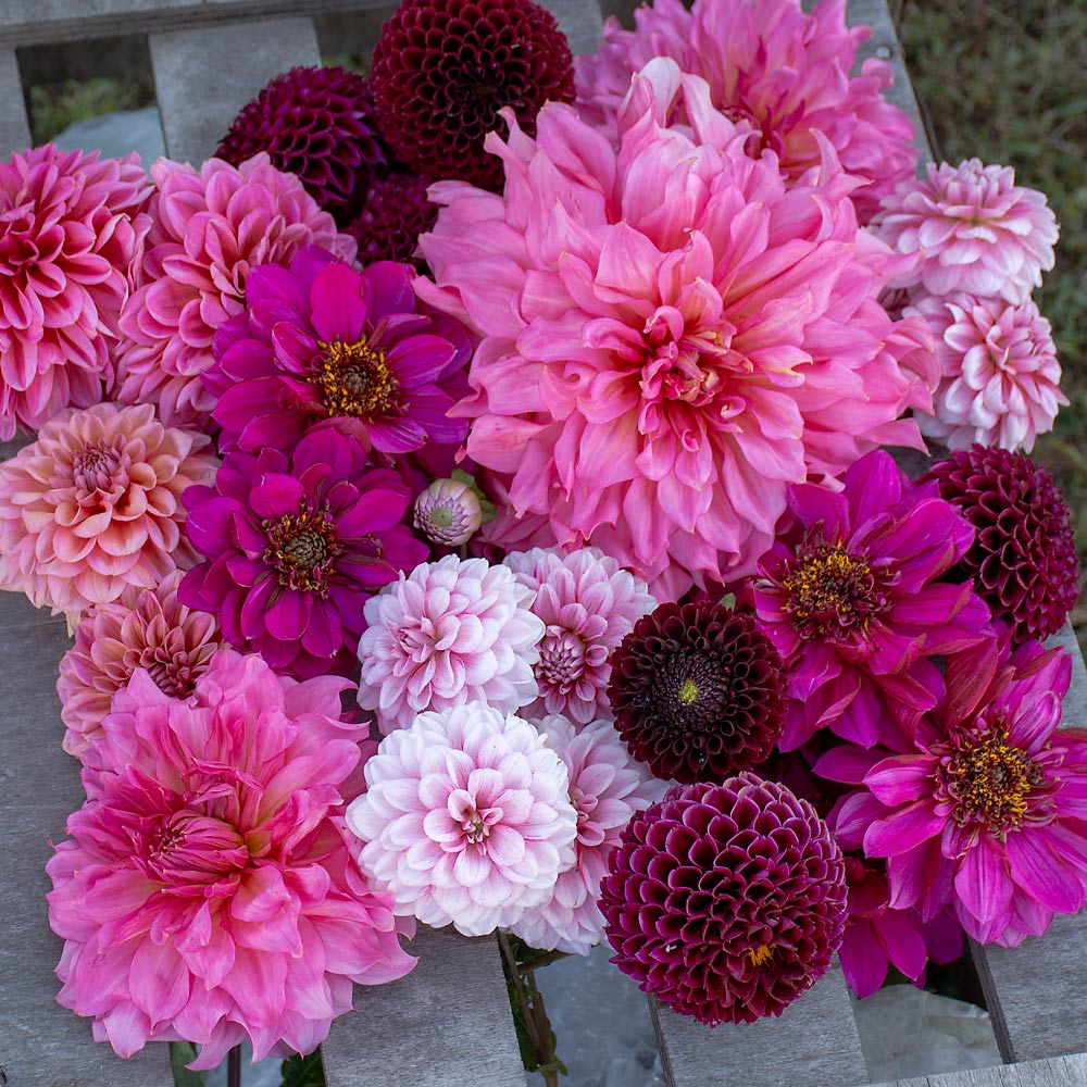 Berrylicious Dahlia Collection