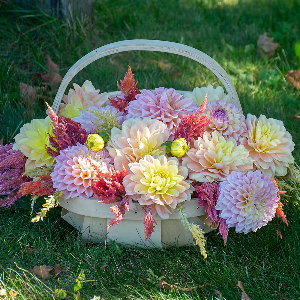 Dreams in Bloom Dahlia Collection