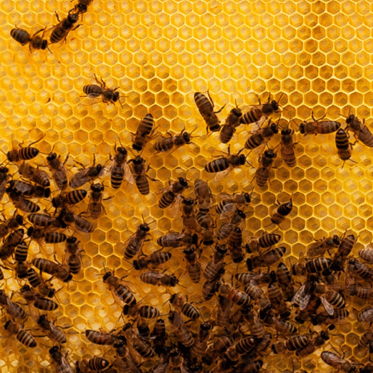 8-Frame Varroa Mite Screen Base for Hive