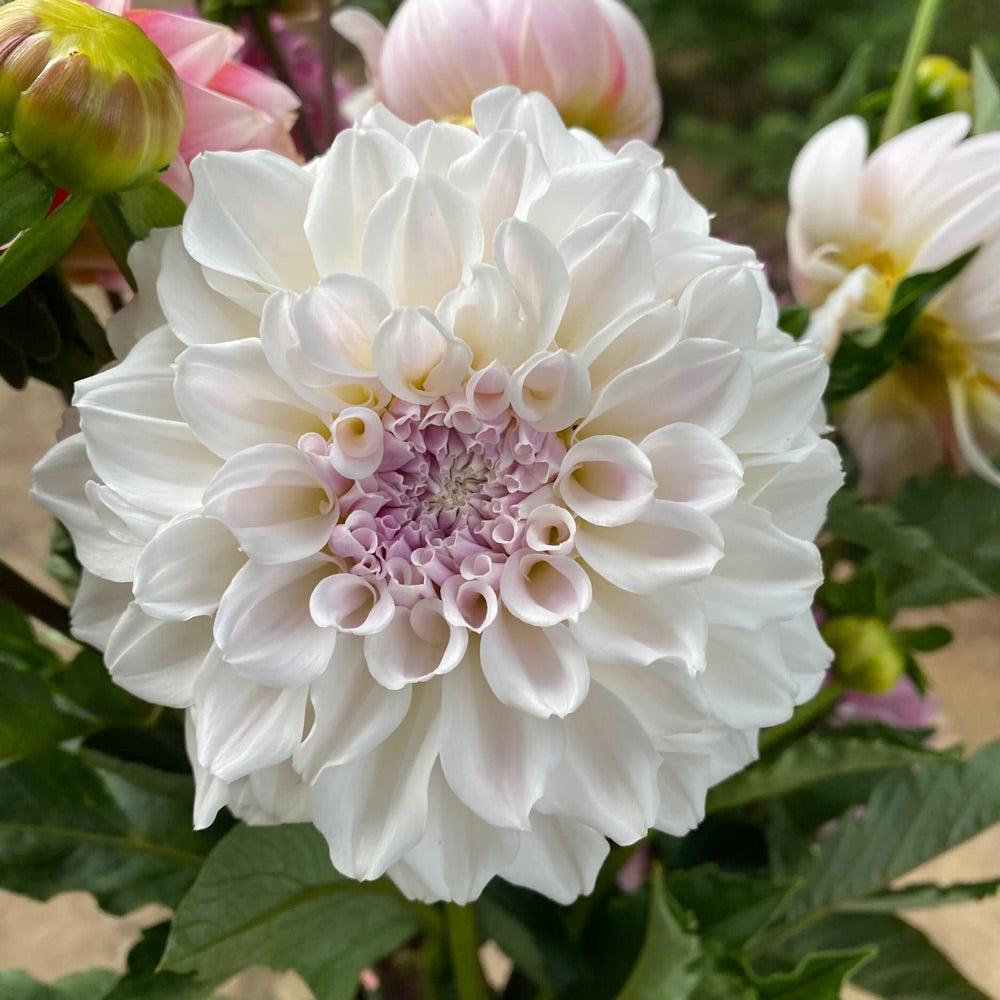 Dahlia 'Irish Ruffles'