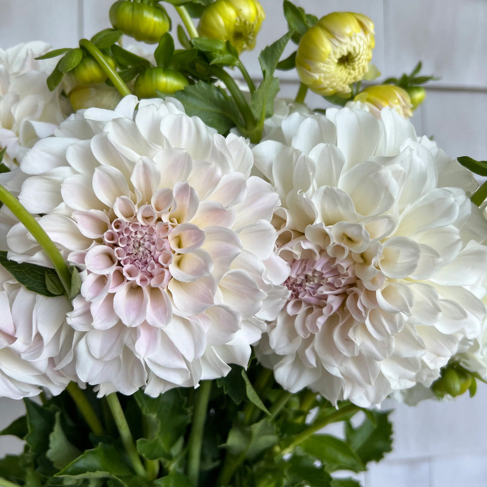 Dahlia 'Irish Ruffles'