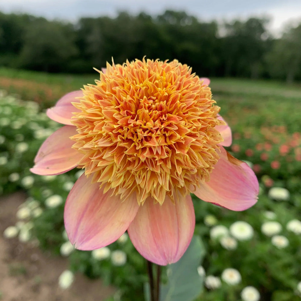 Dahlia 'Sandia Brocade'