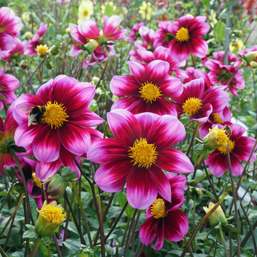 Dahlia 'Bashful'