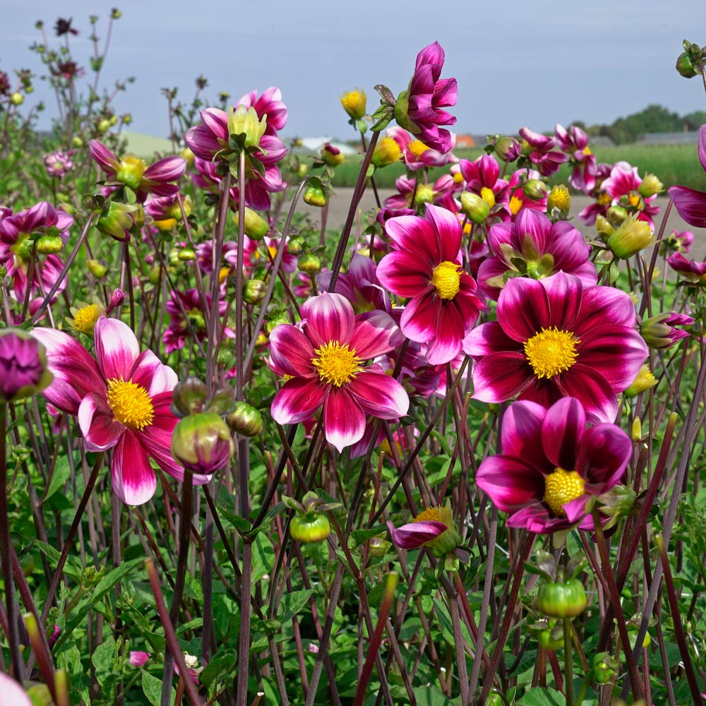 Dahlia 'Bashful'