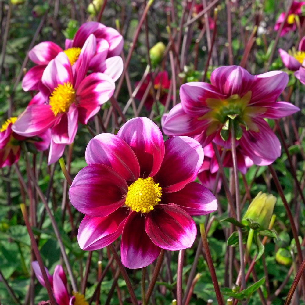 Dahlia 'Bashful'