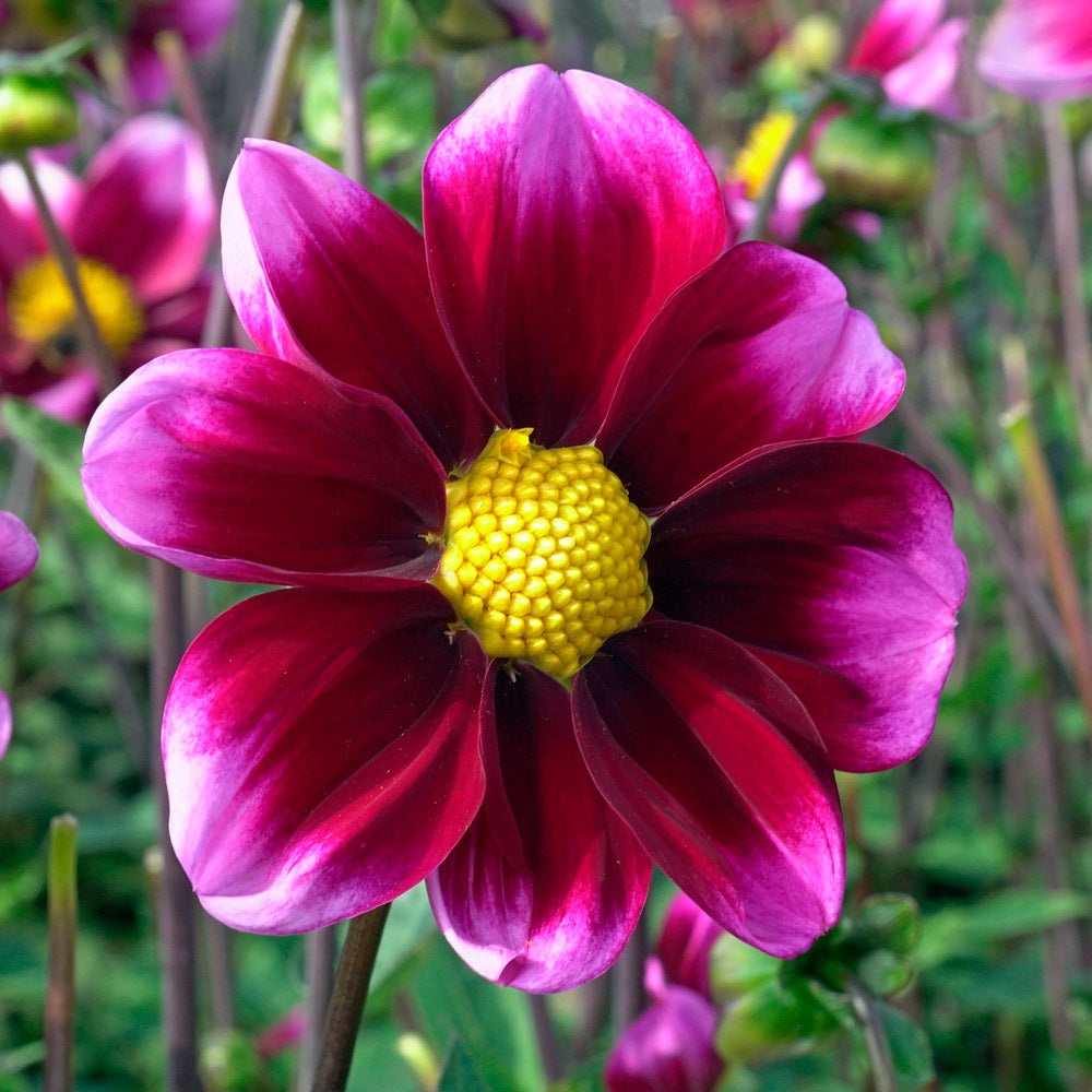 Dahlia 'Bashful'