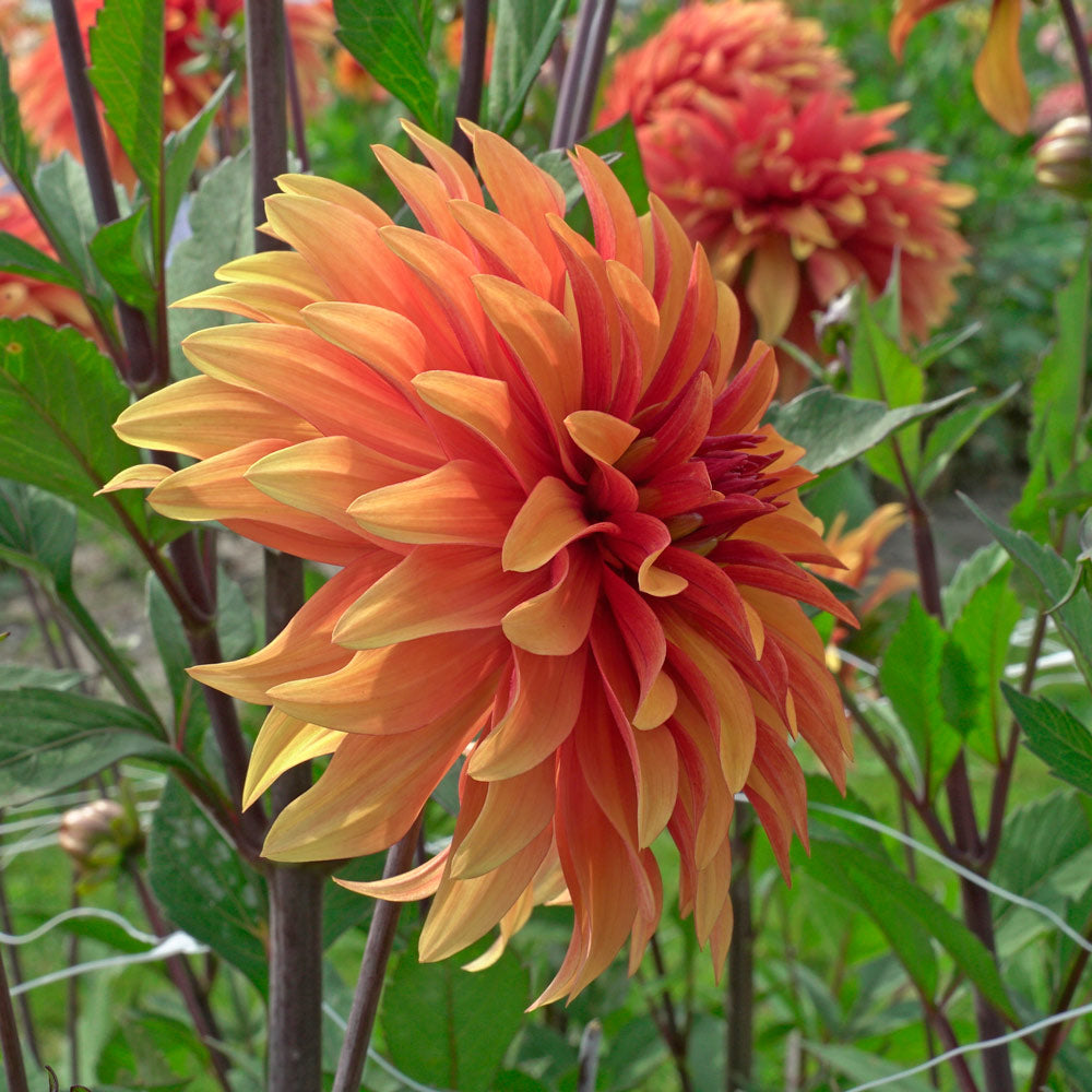 Dahlia 'Dorito'