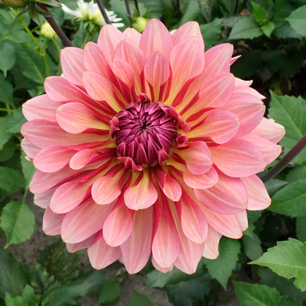 Dahlia 'Misses Dutch'