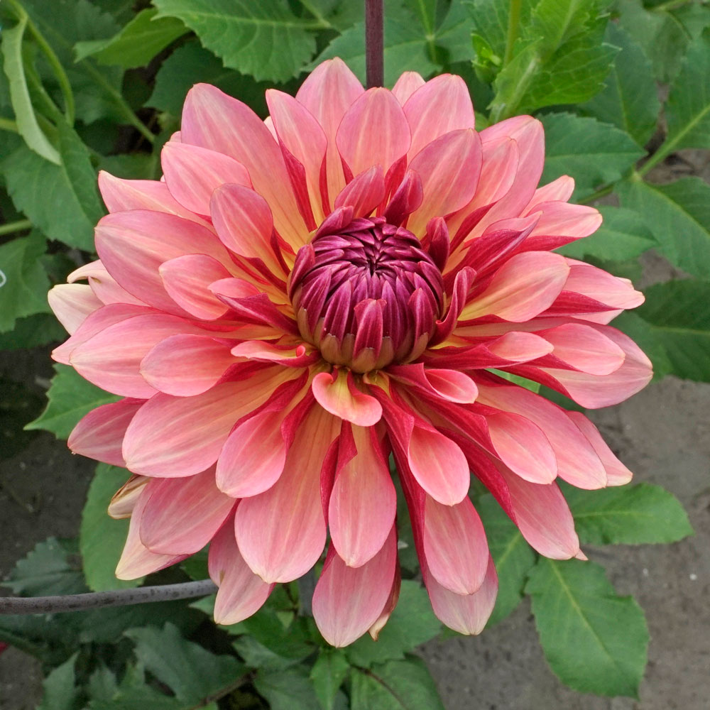 Dahlia 'Misses Dutch'
