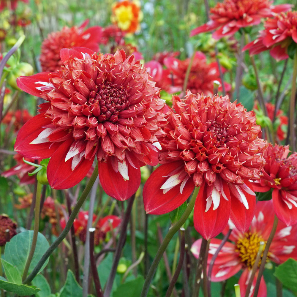 Dahlia 'Speech'